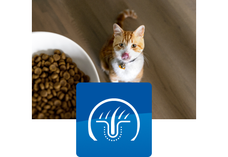 Gatto guarda in alto verso la ciotola