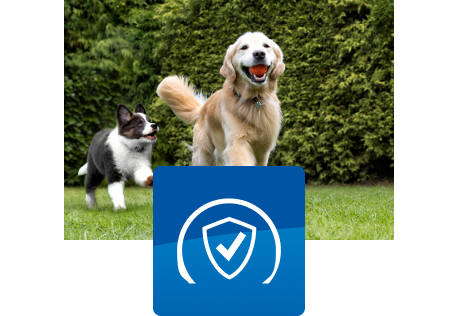 Deux chiens qui jouent à l'extérieur