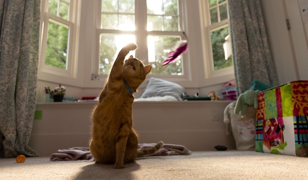 Black cat licking smiling girl on face