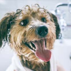 Guide pour les propriétaires 