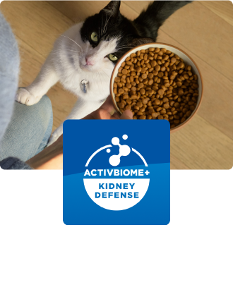 Chat regardant une gamelle de croquettes