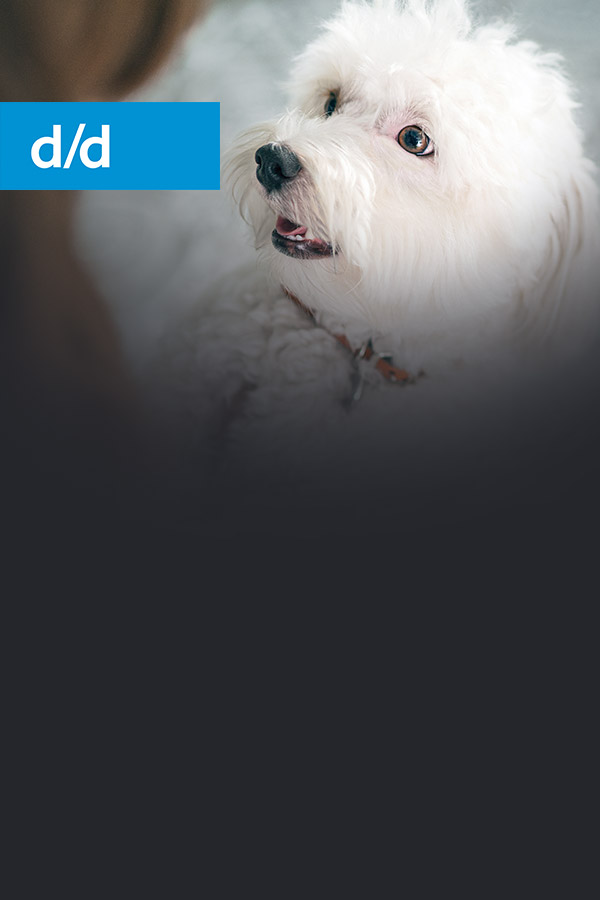 d/d canin