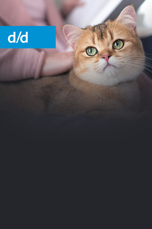 d/d félin