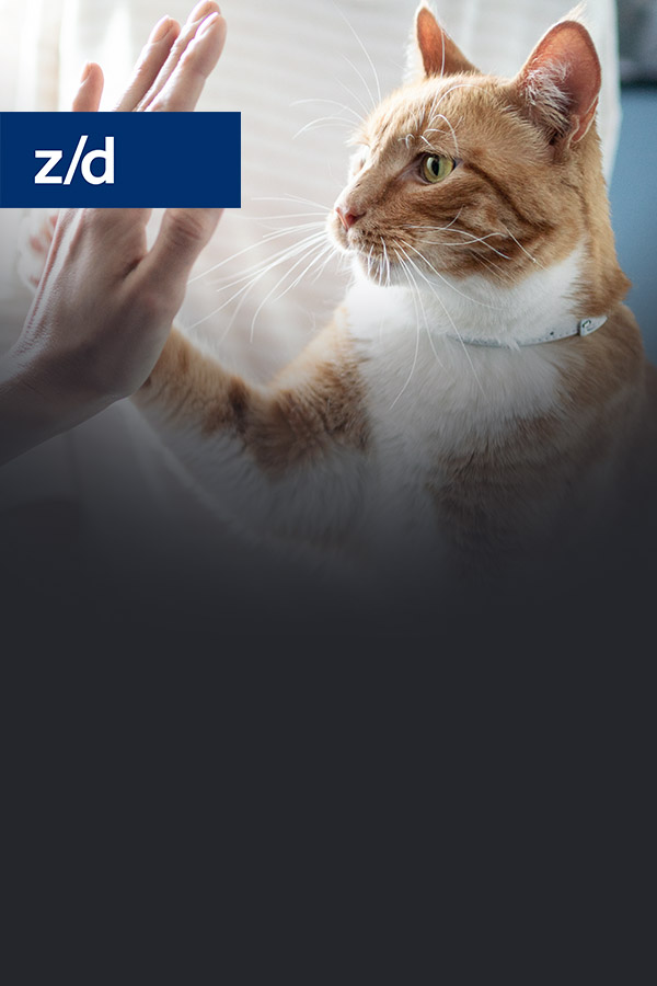 z/d félin